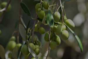 carrick hill 2014 (35)